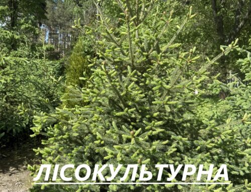 ЛІСОКУЛЬТУРНА КАМПАНІЯ